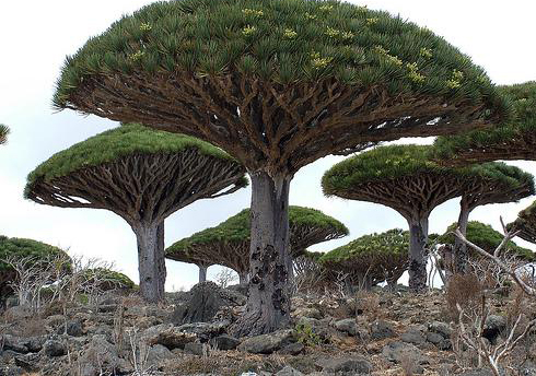 Socotra: the Forgotten Fairy Tale